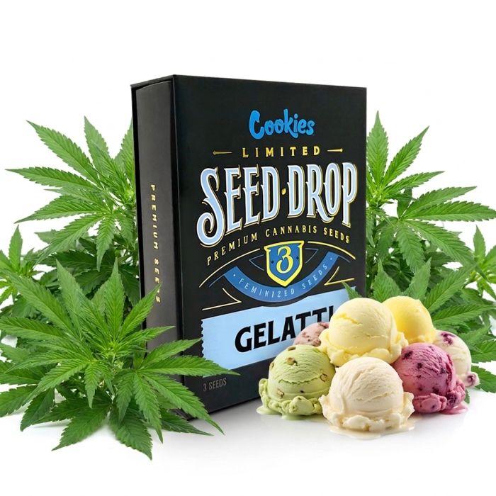 Cookies Seeds Gelatti feminisierte Hanfsamen Packung mit 3 Samen