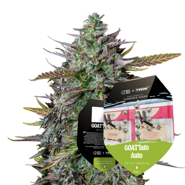 Tyson 2.0 Seeds Automatic GOAT'lato 