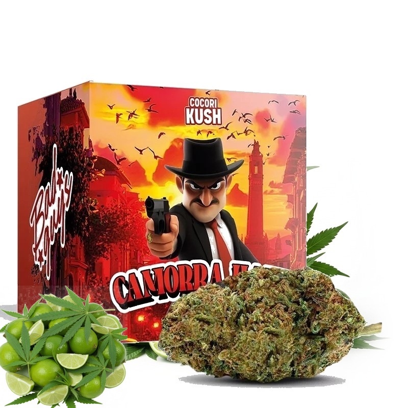 COCORI KUSH HEC-10 Blüten Camorra Haze