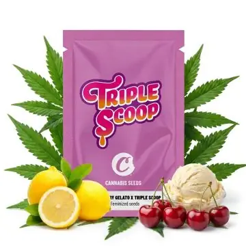 Cookies Seeds Lemon Cherry Gelato x Triple Scoop 6 Seeds