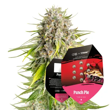 Tyson 2.0 Seeds Feminized Punch Pie