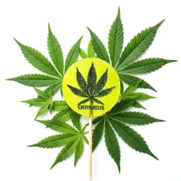 Euphoria Cannabis Giga Lollipop XXL-Lutscher mit echtem Hanfaroma