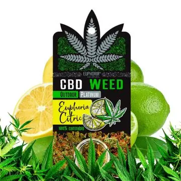 Euphoria CBD Weed Euphoria Citric 0,7 g Packung mit zitrischen CBD-Blüten