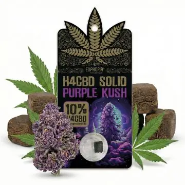 Euphoria 10% H4CBD Solid Purple Kush Pressling mit dunkler Textur und intensivem Hanfaroma