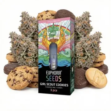Euphoria GSC Autoflower-Hanfsamen in Nahaufnahme mit keimenden Hanfsamen auf sterilem Untergrund