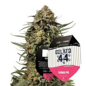 Tyson 2.0 Seeds Feminized Gelato 44