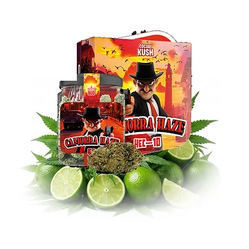 cocori-kush-camorra-haze-v5.png