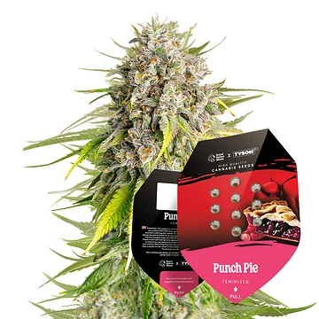 Tyson 2.0 Seeds Feminized Punch Pie Verpackung mit feminisierten Hanfsamen von Royal Queen Seeds