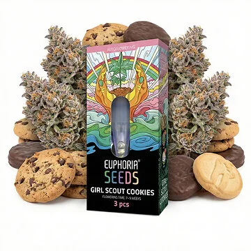 Euphoria GSC Autoflower-Hanfsamen in Nahaufnahme mit keimenden Hanfsamen auf sterilem Untergrund