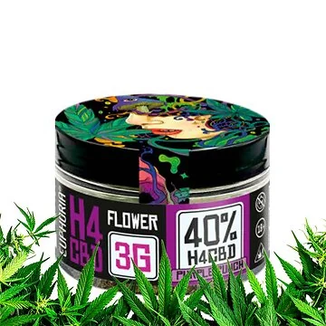 Euphoria 40 Prozent H4CBD Flowers Purple Punch 3g Packung mit getrockneten Hanfblüten