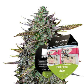 Tyson 2.0 Seeds Automatic GOAT'lato Autoflowering Hanfsamen Verpackung
