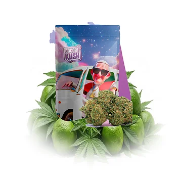 cocori-kush-pope-daddy-v5.png