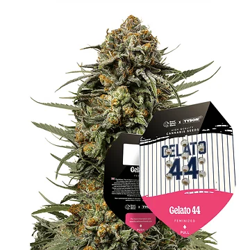 Tyson 2.0 Seeds Feminized Gelato 44 Hanfsamen in der Originalverpackung