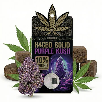 Euphoria 10% H4CBD Solid Purple Kush Pressling mit dunkler Textur und intensivem Hanfaroma