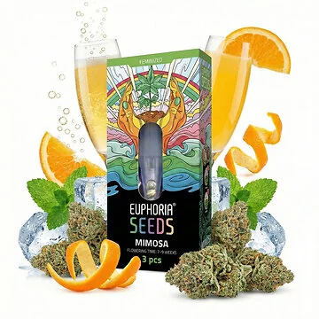 Euphoria Mimosa feminisierte Cannabissamen Verpackung