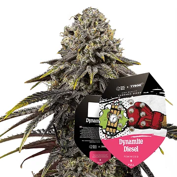 Tyson 2.0 Seeds Feminized Dynamite Diesel Hanfsamen Verpackung mit Box-Handschuh-Design
