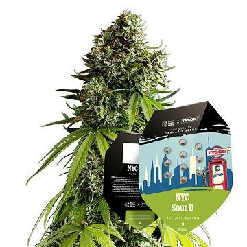 Tyson 2.0 Seeds Automatic NYC Sour D Hanfsamen Verpackung