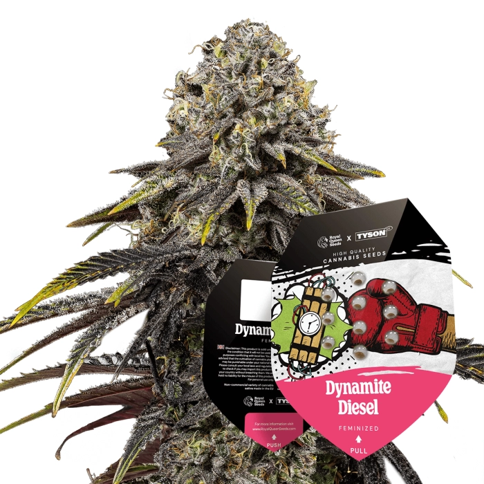 Tyson 2.0 Seeds Feminized Dynamite Diesel 
