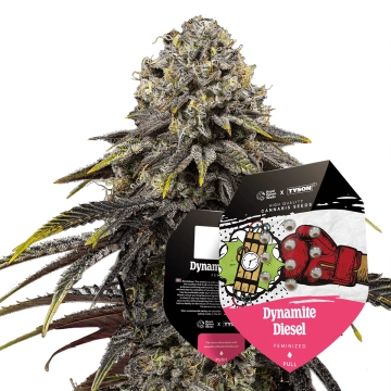 Tyson 2.0 Seeds Feminized Dynamite Diesel 