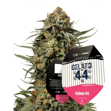 Tyson 2.0 Seeds Feminized Gelato 44 