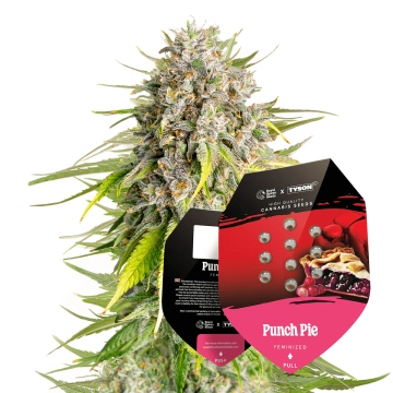Tyson 2.0 Seeds Feminized Punch Pie 